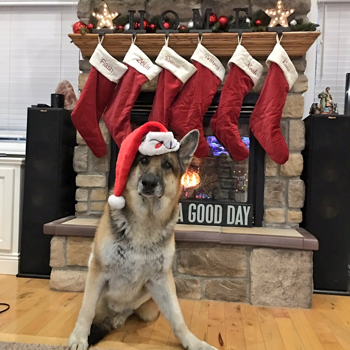 RomanAtwood's tweet image. I had to pay him in tennis balls to get this picture :)