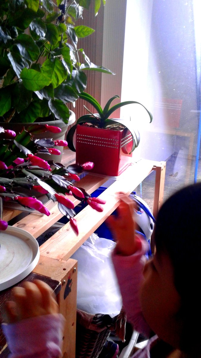 jennifermchow's tweet image. Getting into the holiday spirit by decorating our Xmas tree and enjoying the Xmas cactus #xmas2016 #december2016