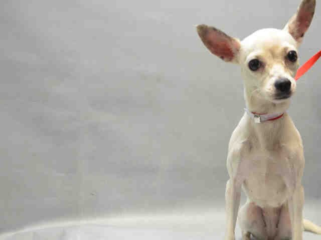 UrgentPart2's tweet photo. PENELOPE - A1098333 - Please Share:TO BE DESTROYED 12/05/16 **NEEDS A NEW HOPE RESCUE TO PULL**

https://t.co/1dMyFQ7CDa https://t.co/ns8UVzCIB1