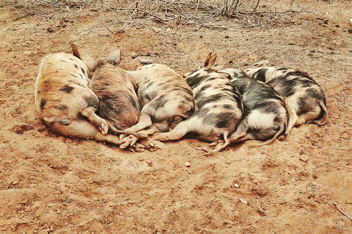 SClafira's tweet image. Así despierta normalmente Brenda y sus hijos 🐷🐖🐷🐖🐷🐖! Vamos con todo esta semana para llegar a la meta!  #Clafiraton2016 #Yomepongo