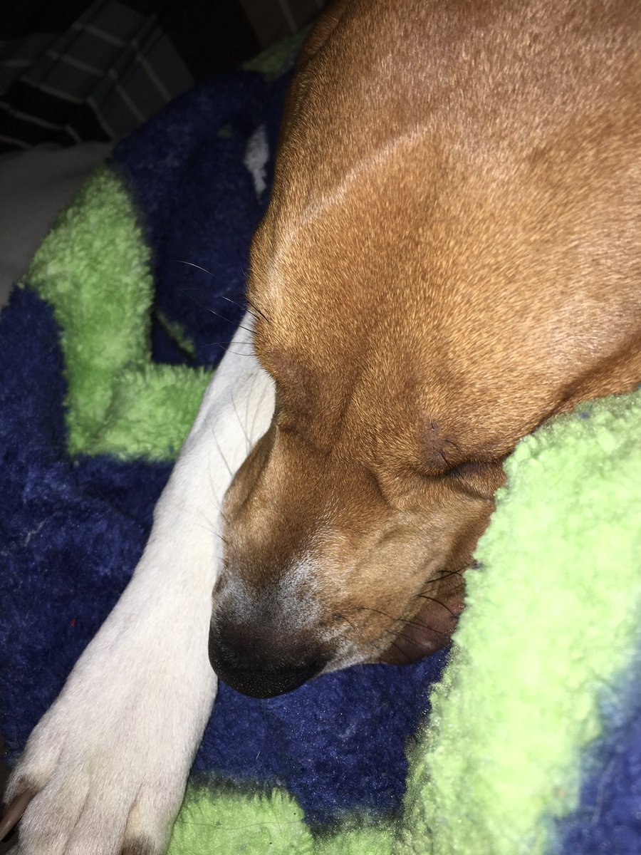HeatherOBBFan's tweet photo. I love my dog Hope #treeingwalkerhound https://t.co/WaqjaRbQhp