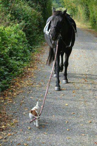 joybellabella's tweet photo. A small rudder steers a huge boat; a small dog can lead a horse: YOU CAN MAKE A HUGE IMPACT ON THE ENVIRONMENT https://t.co/0E2eRgD2hh