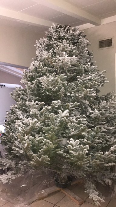 When you have a 10ft tree in an 8ft house 🎄❄️🎅🏼 https://t.co/99kkO9xlwb<a href="/tag/naturalcannabis"class="tags"><span>#naturalcannabis</span></a>