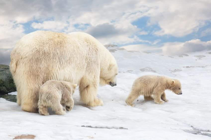 kentkristensen1's tweet photo. #mondaymotivation #climatechange #CambioClimatico let's help all the world's animals in 2050 more than 50% is gone due to hot climate 💟🐼💟🐶💟 https://t.co/eUprxp2EYS