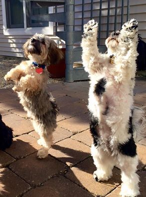 RoyalFlushHavs's tweet photo. Dancing with your havanese is becoming SO popular! We LOVE this breed!!! #royalflushhavanese #dancingpups
https://t.co/9DlhfQu3Ux https://t.co/Nw1NN8qkN0