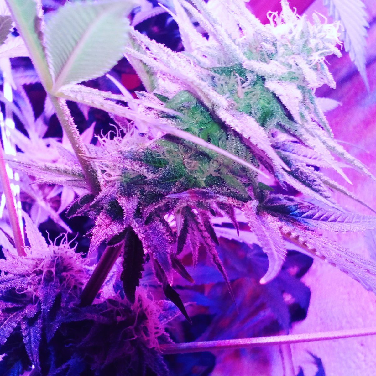 bryant_420's tweet photo. Zombie kush under @OfficialKINDLED #growyourown and #growlikeasuperpro #kindled #kindspectrum #gorillagrow #supercloset Leading the Industry https://t.co/3RRacVCFMO