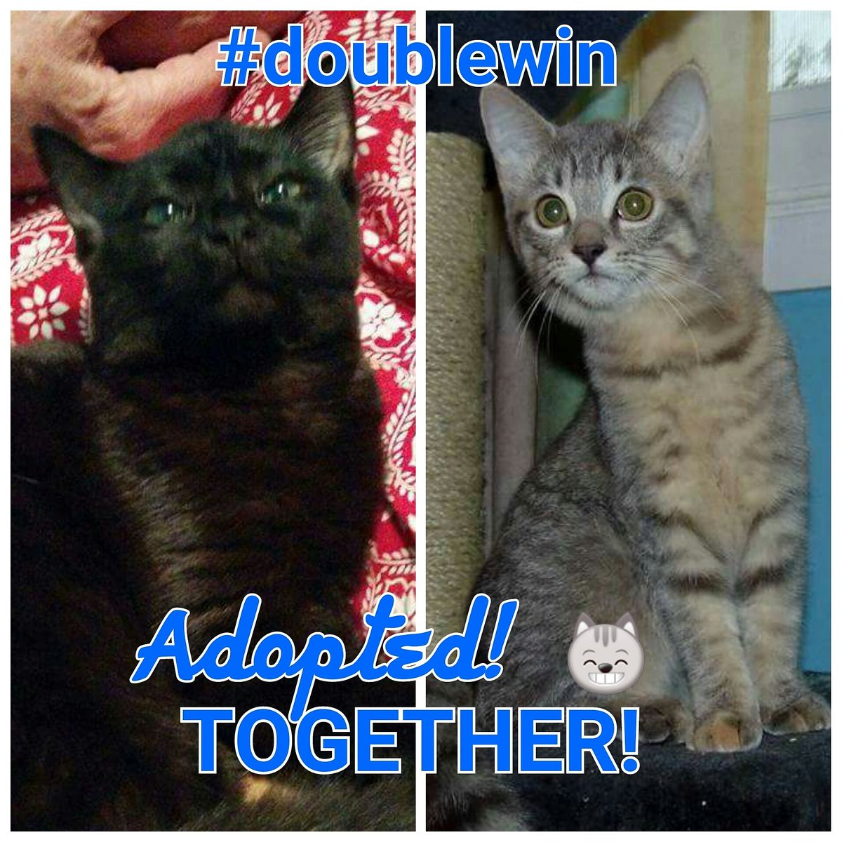 OttawaCatRescue's tweet image. Adoption News from The Cat Cafe!  Dunda &amp;amp; Gingerjug were adopted TOGETHER!  Happy Trails Dunda &amp;amp; Gingerjug...:) #adoptionwin #doublewin
