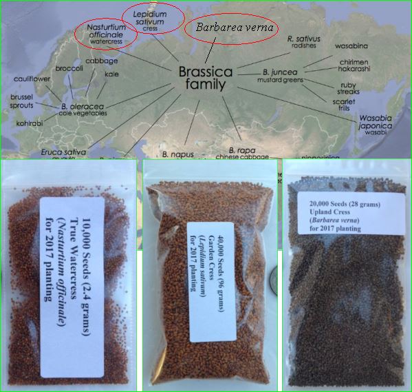 MoneyRSS's tweet image. The Cress leafy vegetables ebay.com/itm/-/13202445…?