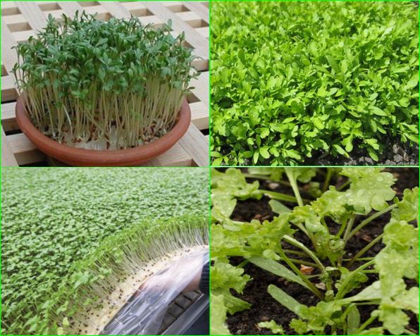 BabaqqCom's tweet photo. The Cress leafy vegetables https://t.co/gbTU2cZJvS? https://t.co/45c2xKNEIP