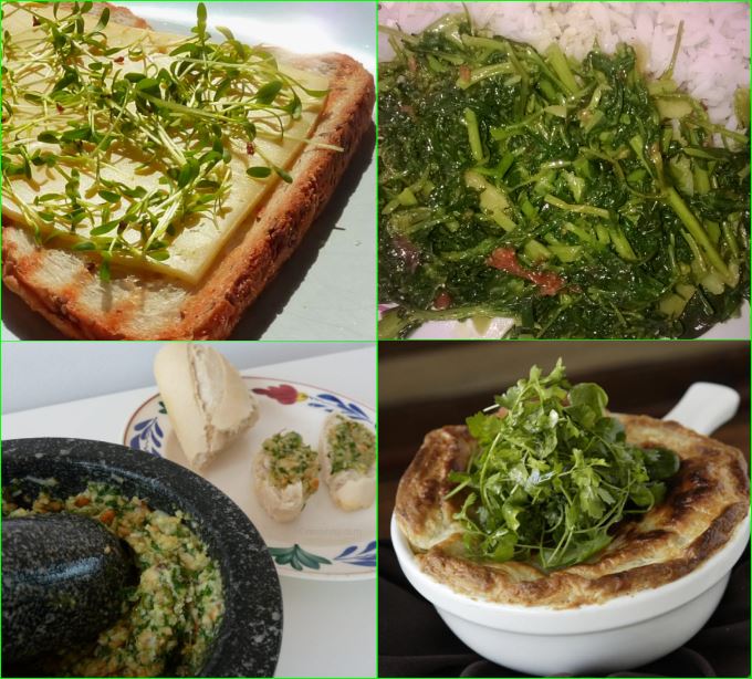 BabaqqCom's tweet photo. The Cress leafy vegetables https://t.co/gbTU2cZJvS? https://t.co/WZYKlPYuVZ
