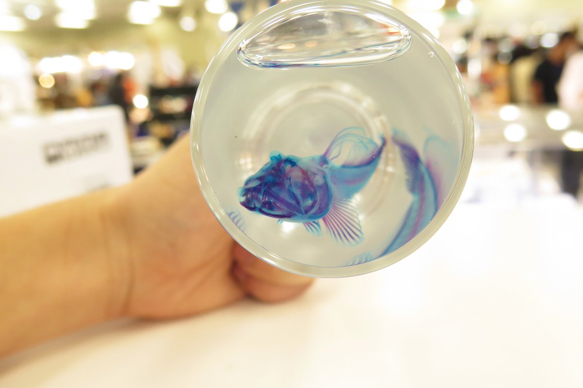 冨田伊織 新世界 透明標本 ムツゴロウ 何かと有名な魚 ですね 写真集2にも載っていますが 口がスゴイ変 同じ環境に住んでいるトビハゼはもっと下向きのおちょこ口なので食性が違うんでしょうね 多分トビハゼは主に泥の中の生物を 食べていて 冨田伊織 新世界 透明標本 ムツゴロウ 何かと有名な魚 ですね 写真集2にも載っていますが 口がスゴイ変 同じ環境に住んでいるトビハゼはもっと下向きのおちょこ口なので食性が違うんでしょうね 多分トビハゼは主に泥の中の生物を 食べていて