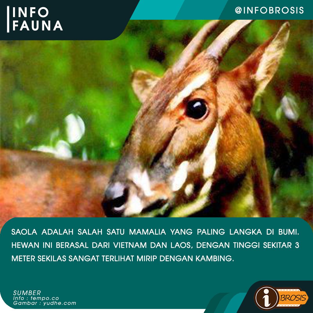 Savesaola Hashtag On Twitter