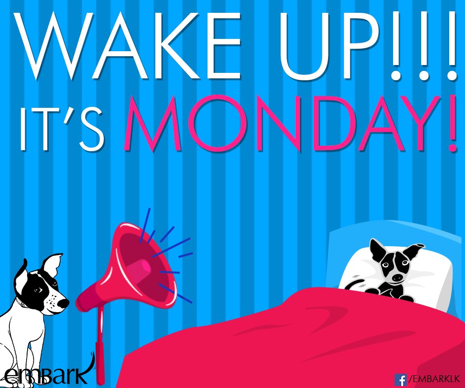 EmbarkLK's tweet photo. Monday Morning Blues! #Niko #Bandit #PoochProblems https://t.co/0qN2r6mwYx