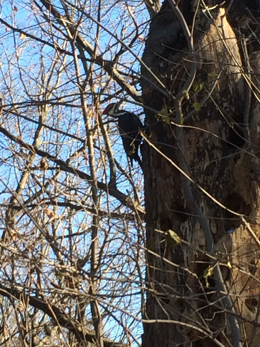 Macpeckers16's tweet photo. Spotted this pileated #woodpecker on #mountroyal ! #ENVB222 https://t.co/Tw1PblRtbd