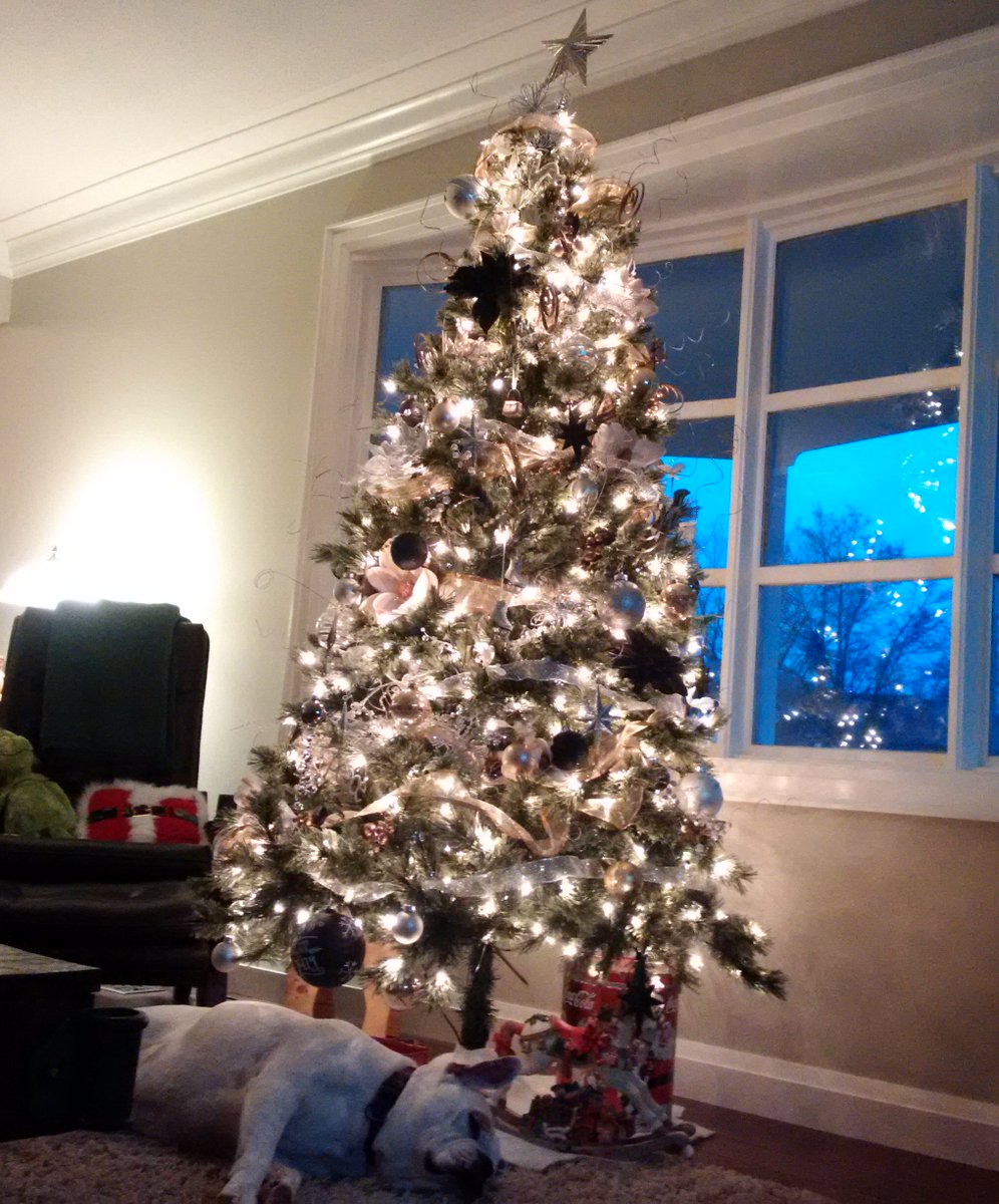 Argogal1's tweet photo. @Ptbo_Canada Trees (yes plural) have been up for a few weeks. Here's one being "protected" by the dog https://t.co/Y5rWq3dwnf