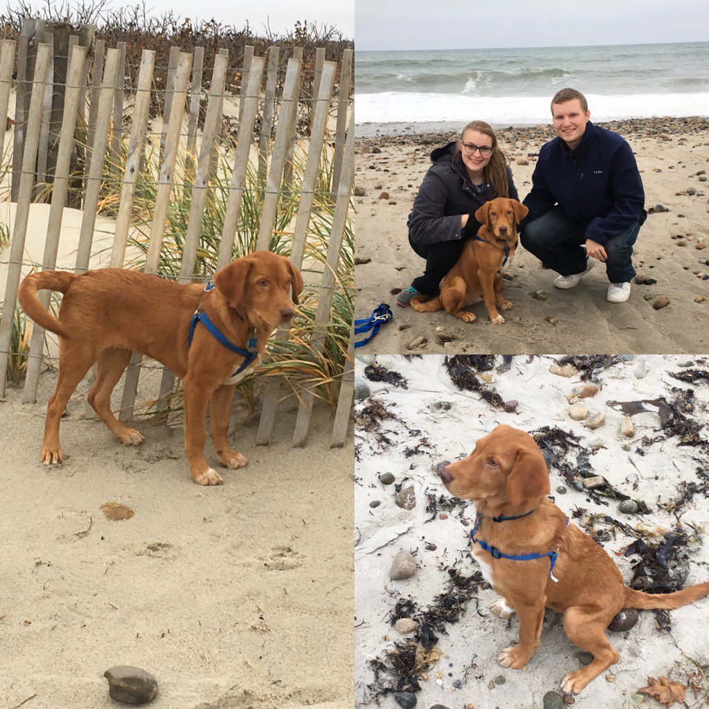 steph412's tweet photo. Can't believe we have had Otto(Rusty) for a little over a month now! He enjoyed his first beach day last week😃@GDRNE https://t.co/q0ZLUWfrTo