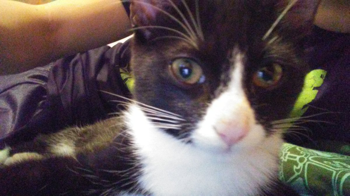 DubstepbossYTY's tweet photo. My kitten is so cute https://t.co/MPCCTh1Hlt
