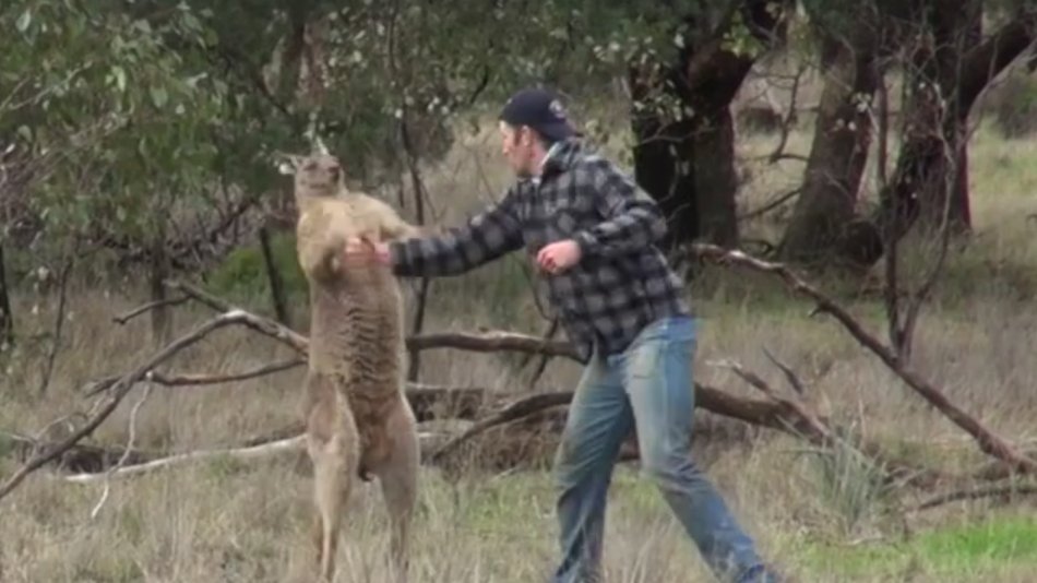 What's the deal with that video of a kangaroo getting punched in the