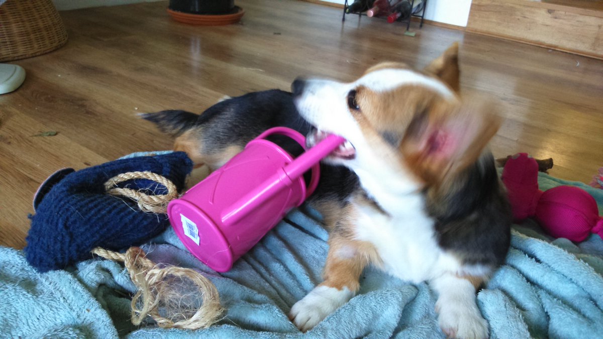 HawsWateringCan's tweet photo. Secret admirer Woofles the Corgi, on his 6th Haws Watering Can.
Thanks Sonia for a great start to the week. Share your watering can stories! https://t.co/MXVa9djeqv