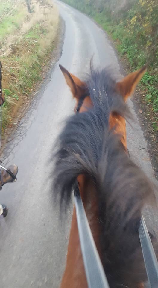 BRS_Eventing's tweet photo. First hack after a holiday. Girly looking muddy and hairy #LikeAhorseShould #RoadToNovice #BigThingsToCome https://t.co/Kw9YnJGb2z