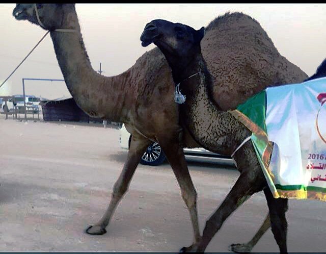 DfdddxGxffc's tweet photo. الرهيبه https://t.co/22VJYc8qMv