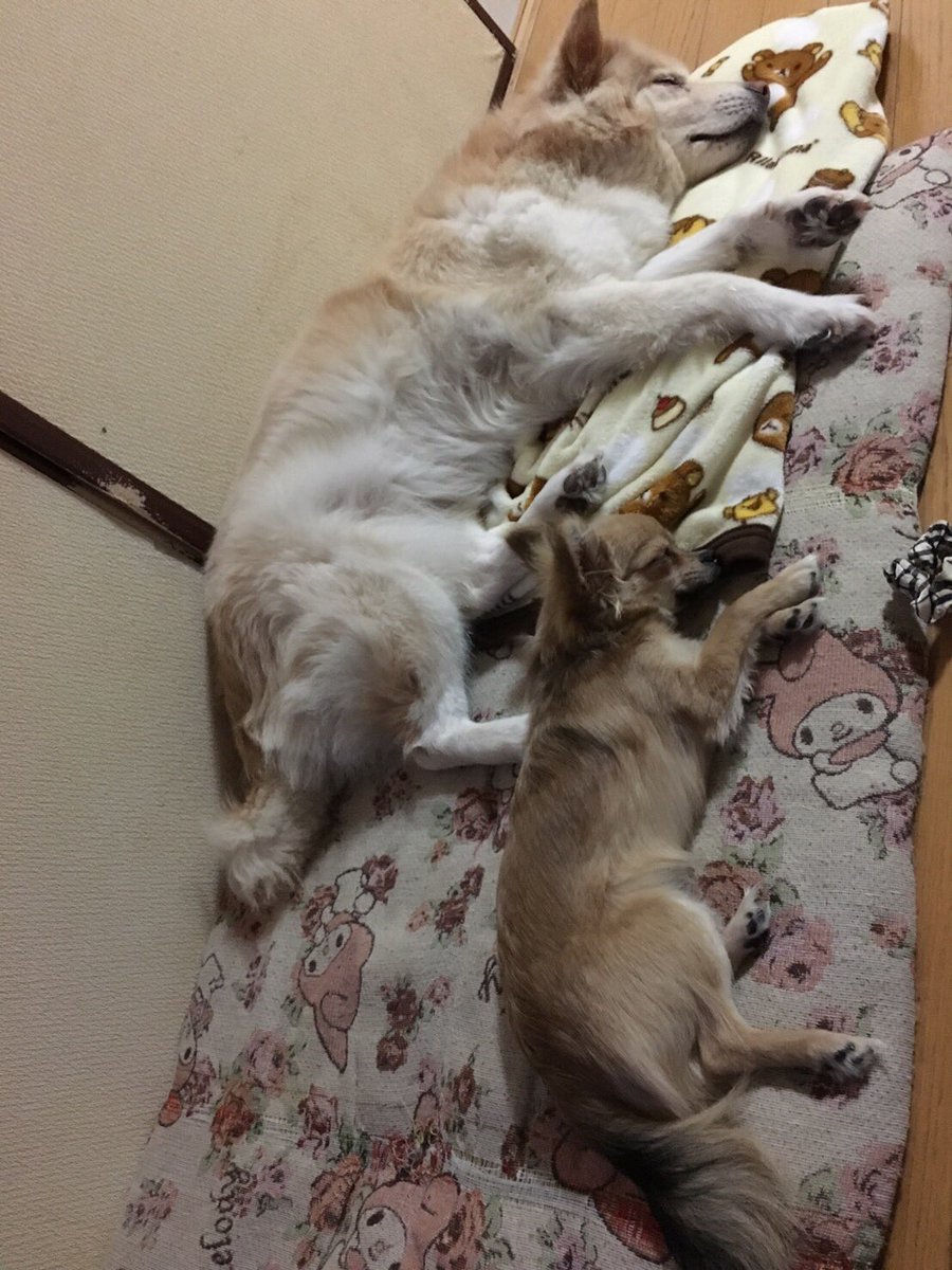 1118_3's tweet photo. 白い雪見だいふくと耳でかおばけ。
かーわいいー♡
もうこの子達が唯一の癒し(´･ω･`) https://t.co/ERVgI6RP1G