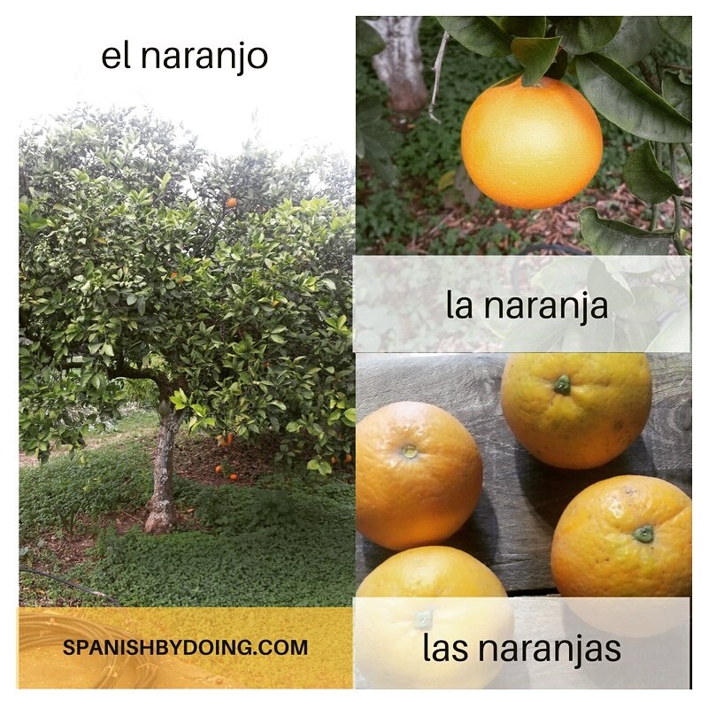spanishbydoing's tweet photo. El naranjo y la naranja. #spanishvocabulary #learnspanish #orange #speakspanish #spanishbydoing https://t.co/Kmz5wFeFVD
