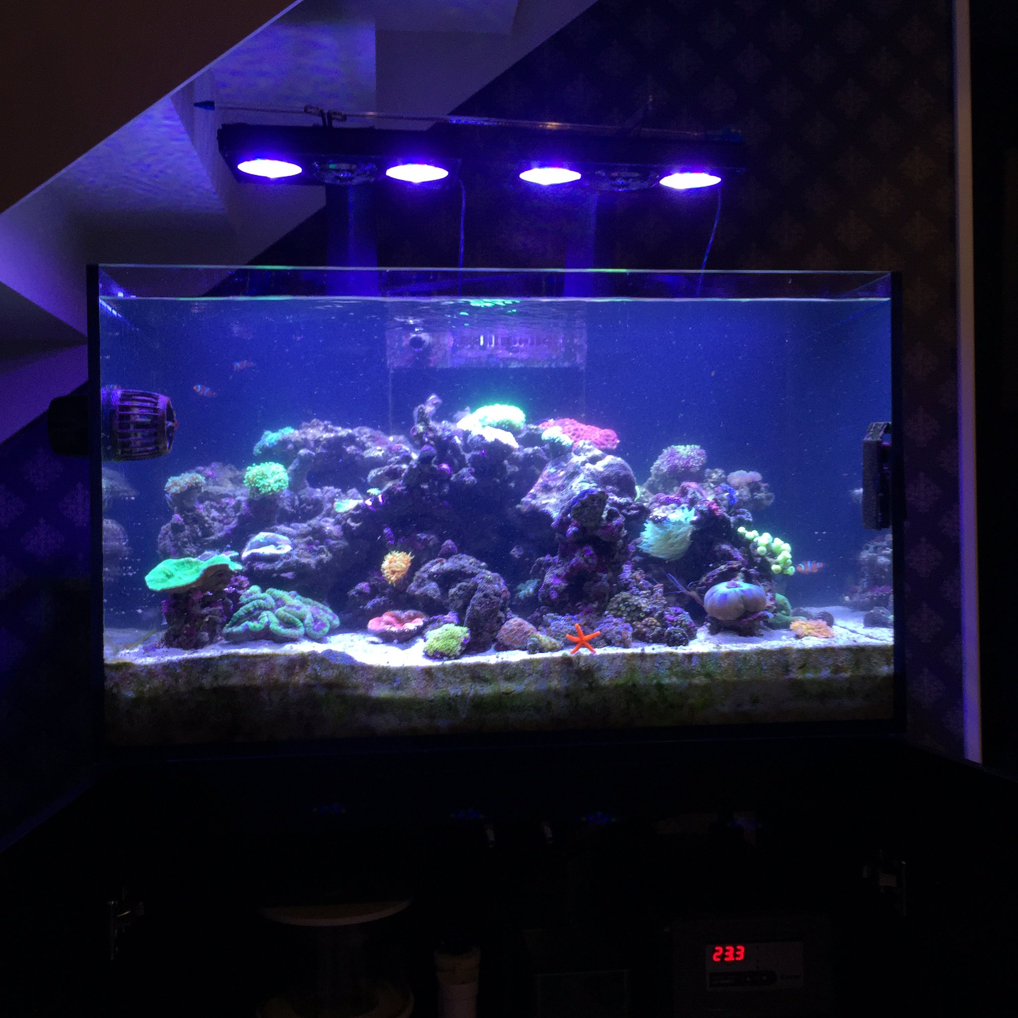 サンゴに適した照明 Twitter Search Twitter