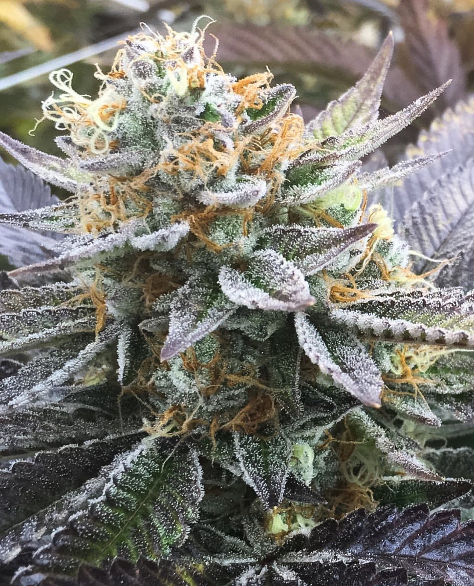 icon_cannabis's tweet photo. Perfect Fade 🌓
#perfectfade #marijuana #cannabis #cannabisculture #topshelf #weed #growing #iconcannabis #hemp https://t.co/wLppfYSoHZ