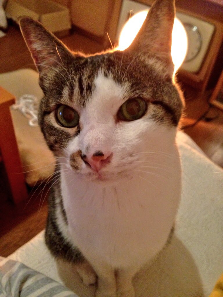 guriguri1998's tweet photo. 1998年5月18日に、うちの玄関の前で、ピーピー鳴いてたのがグリグリだった。すぐに保護して、うちの家族に。それから18年と7ヶ月。グリグリは今日のお昼に、虹の橋を渡り猫の国へ旅立った。最近まで病気もせず、夫と私に看取らせてくれた、ほんとにいい子だった。たくさん、ありがとうね。 https://t.co/VYdFMdFqwG