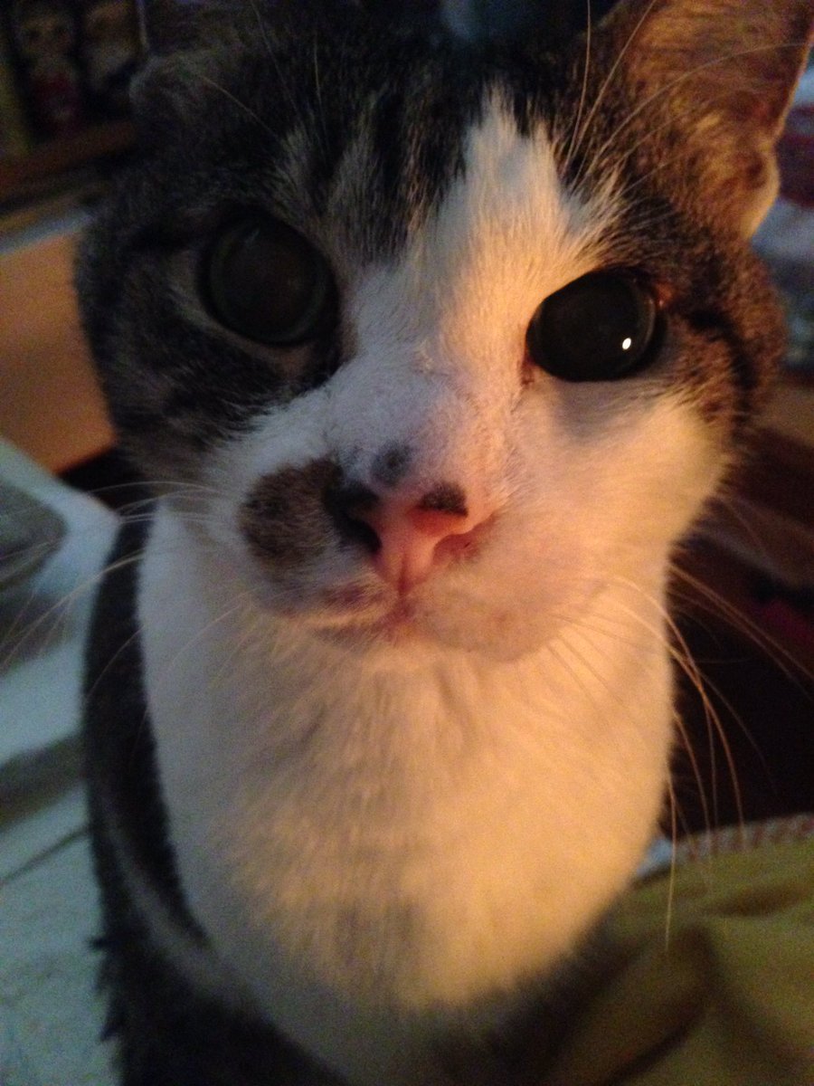 guriguri1998's tweet photo. 1998年5月18日に、うちの玄関の前で、ピーピー鳴いてたのがグリグリだった。すぐに保護して、うちの家族に。それから18年と7ヶ月。グリグリは今日のお昼に、虹の橋を渡り猫の国へ旅立った。最近まで病気もせず、夫と私に看取らせてくれた、ほんとにいい子だった。たくさん、ありがとうね。 https://t.co/VYdFMdFqwG
