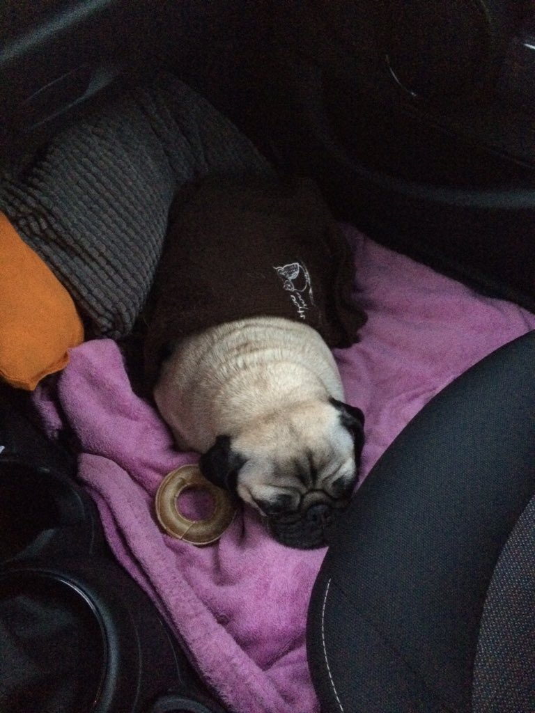 StenneiJennifer's tweet photo. On the way- HKM Office is waiting 🐶🎀 @Inga751 https://t.co/j4oMwwkvKb