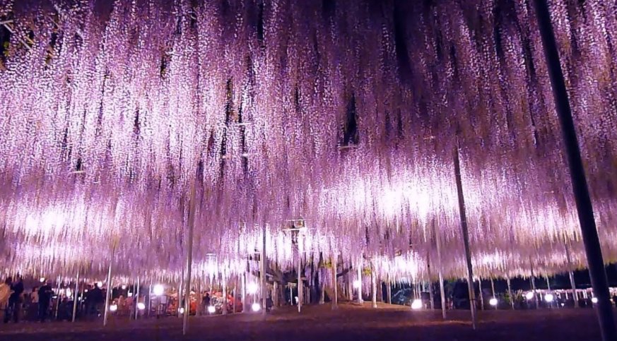 readjam_english's tweet photo. #Ashikagaflowerpark in #Tochigi prefecture is three major #illumination in #Kanto region. You will feel as if you were in a fairy tale... https://t.co/G2hgyb0ojG