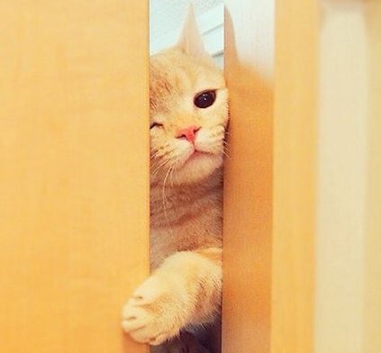 _seekchic's tweet photo. 얼굴 구겨진거 귀여워 죽겠네, 정말. https://t.co/AL7RLRcH0r