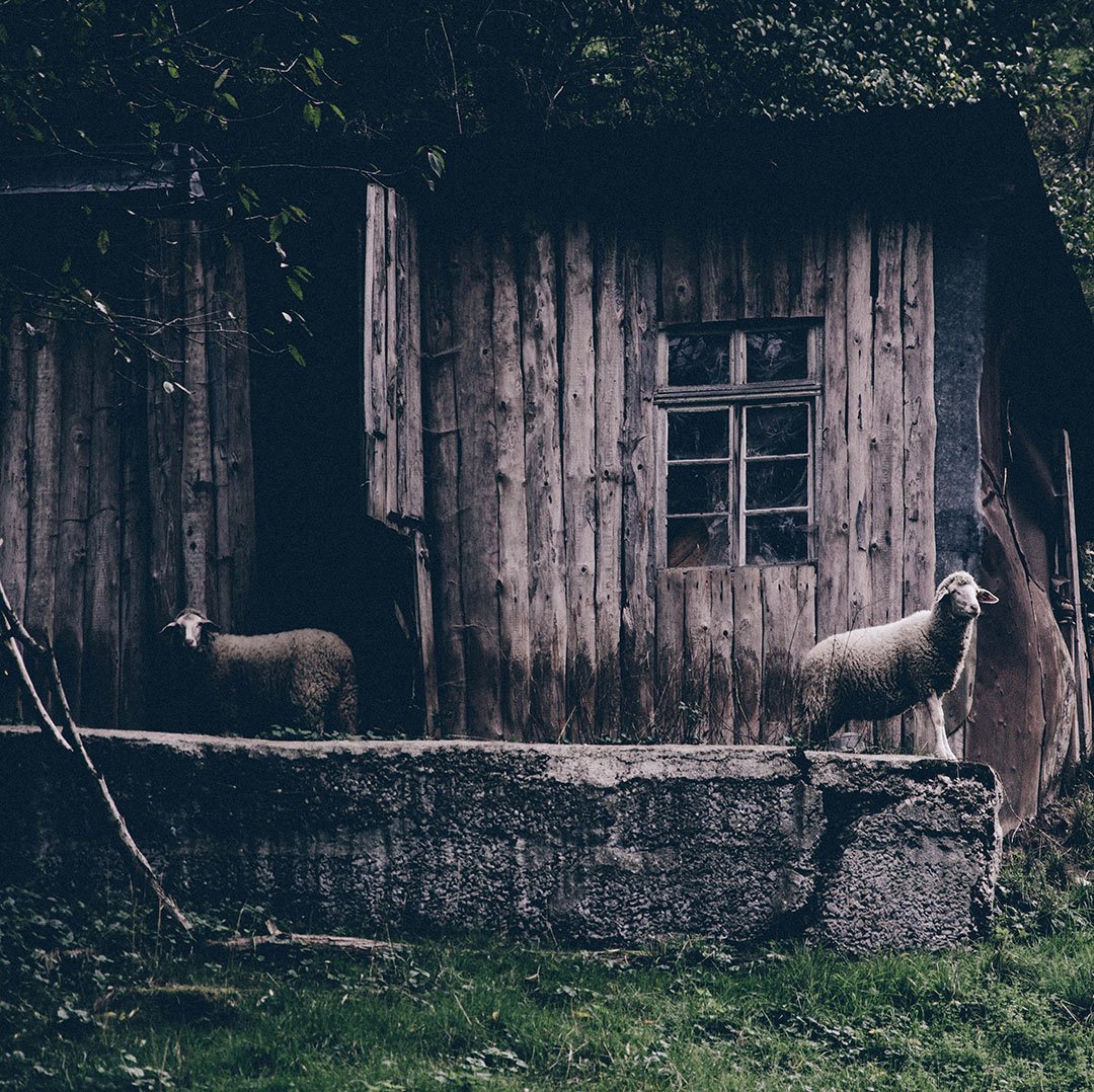 snapfactoryde's tweet photo. Ein Lamm an einer kleinen Hütte #süß https://t.co/owg3yT3Uj6
