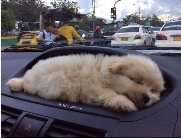 marcuschown's tweet photo. Retweet if you think the NHS would be safer run by this puppy fast asleep on a dashboard than by the Conservatives https://t.co/X9IbKn6rN0