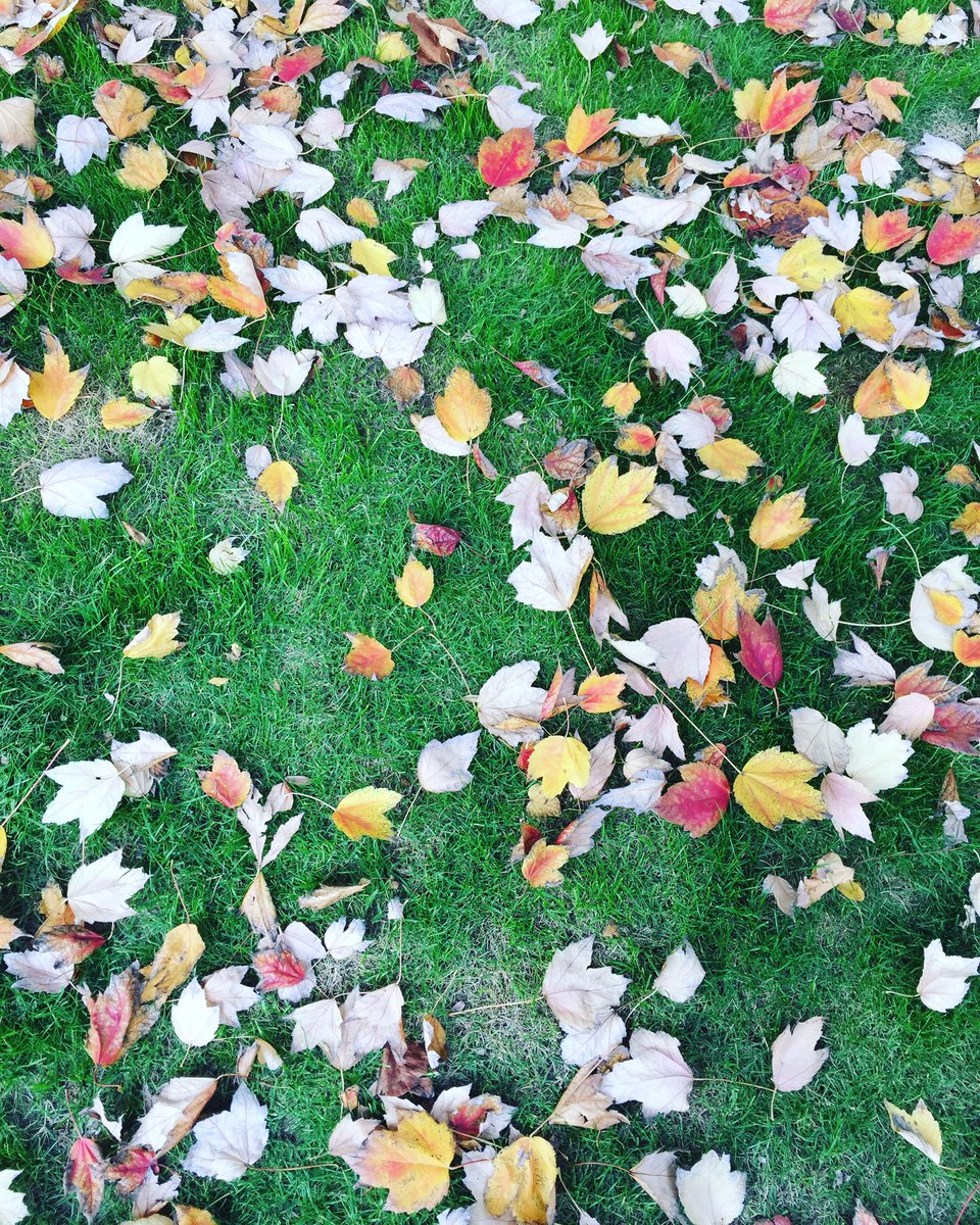 yao198662's tweet photo. Capture the early winter moment~So colorful~ https://t.co/4hWbQNKeTt