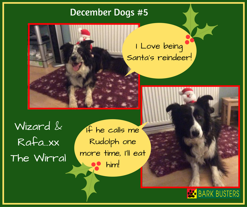 BarkBustersUK's tweet image. Today it's the turn of Rafa And Wizard to be our #DecemberDogs. 
We'd love to see your photos too.
#Dogs #DogTraining