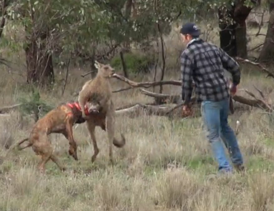 【オーストラリア】カンガルーにヘッドロックされる犬を助けに行く男性 - - scoopnest.com