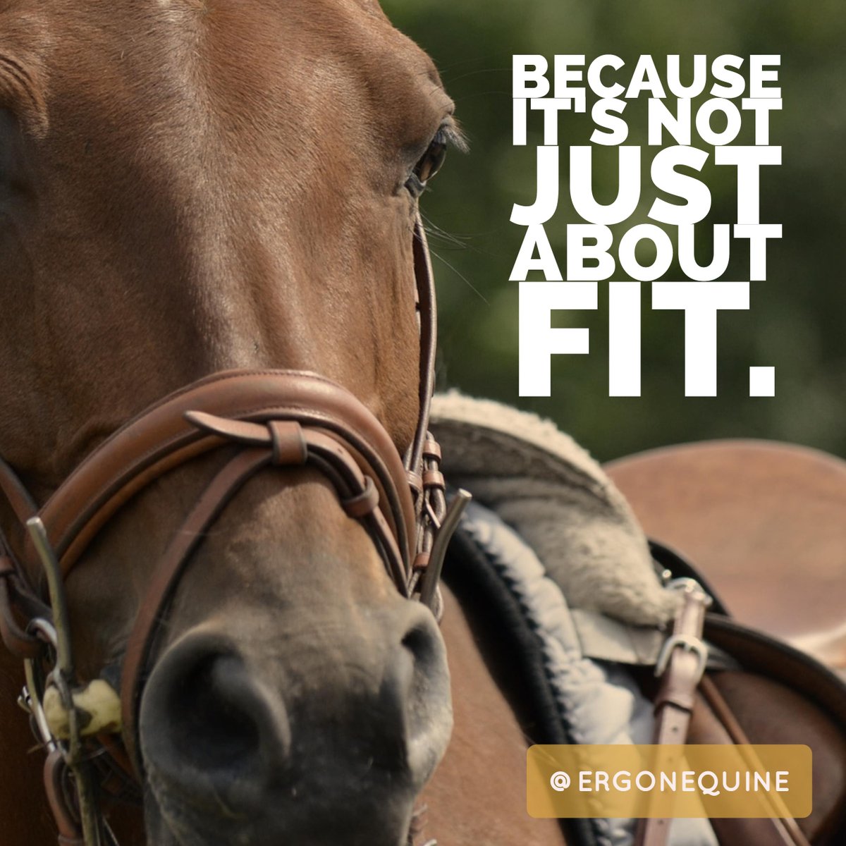 Ergon Equine tweet media