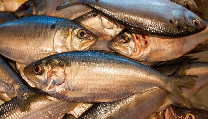 Agri_FinanceKe's tweet photo. Financing #FishfarmingKE
#AgribusinessTalk254 https://t.co/7W5UdFDHxo
