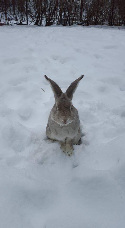 Lagolearn's tweet image. Day 5. Thanks Kerry for the photo. Do you think we will have a white Christmas this year? #adventcalendar #rabbit #lagolearn