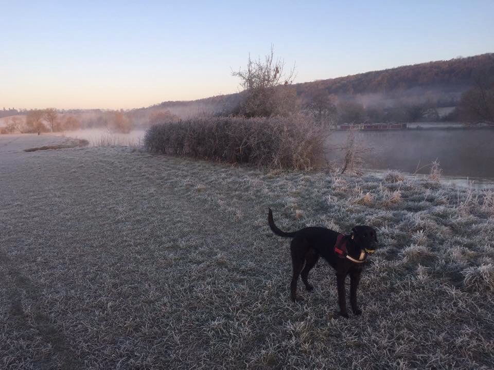 Pawfect For Pets (@pawfectforpets) on Twitter photo Our Advent calendar is underway - sorry it's late on Twitter! The 1st was Hector in his <a href="/JuliusK9UK/">Julius K9 UK</a> harness ππΎπΆπΎπ Our Advent calendar is underway - sorry it's late on Twitter! The 1st was Hector in his <a href="/JuliusK9UK/">Julius K9 UK</a> harness ππΎπΆπΎπ