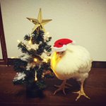 チキンにされないニワトリのクリスマスの過ごし方がこちら!