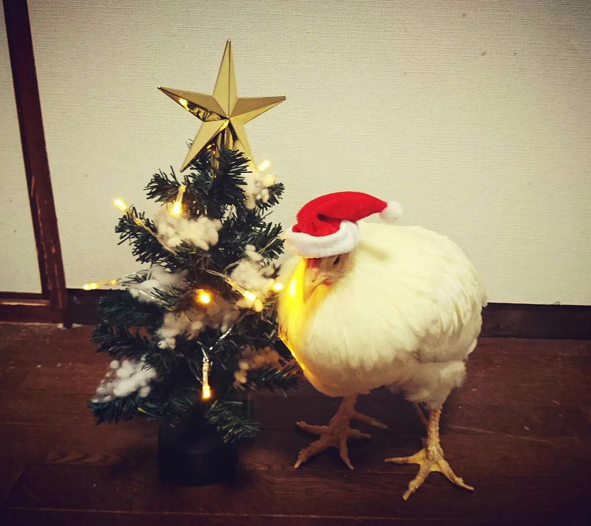 チキンにされないニワトリのクリスマスの過ごし方がこちらｗｗｗ