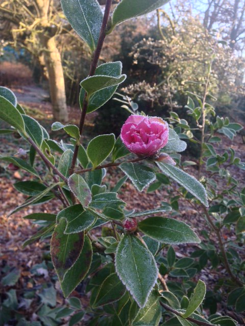 RHSWisley's tweet photo. Stunning soft pink camellias coming into flower in The Wild Garden. Camellia hiemalis 'Showa-no-sakae'. https://t.co/UkO0mjNTzt