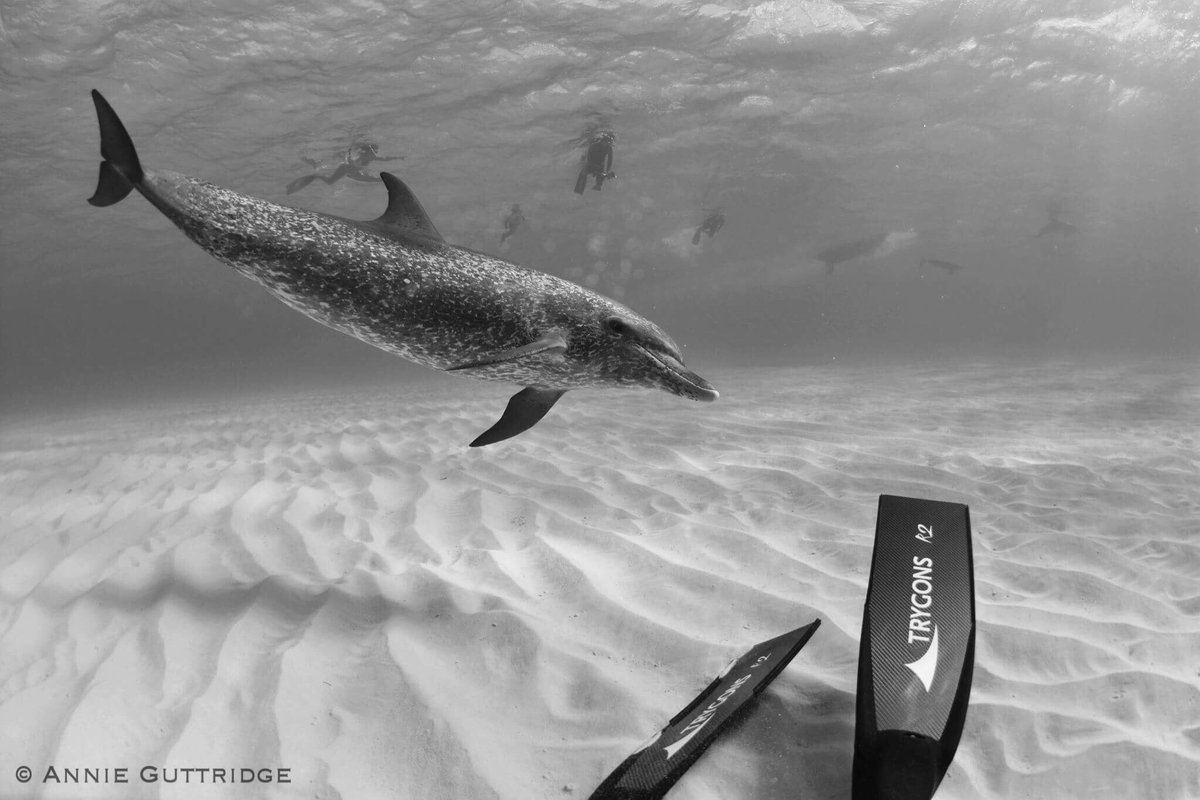 annieguttridge's tweet photo. My fins are so badass even the dolphins are jealous 🐬
@enjoyfreediving #Trygons https://t.co/LJWNiG0W9i