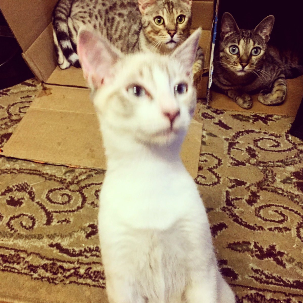 aeris_themovie's tweet photo. Luna, Sasuke and Kairi checking in on the #Aeris #Kickstarter !! #shortfilm #CatsOfTwitter #kittens #animalrescue #stopfip #kittyloafmonday https://t.co/yc7pftuQdD