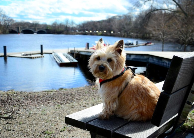 CRIBoston's tweet photo. "Happy Monday!" -Coxy #CRI365 #Boathousedogs #dogs #RowCRI https://t.co/8yPaxewkr3
