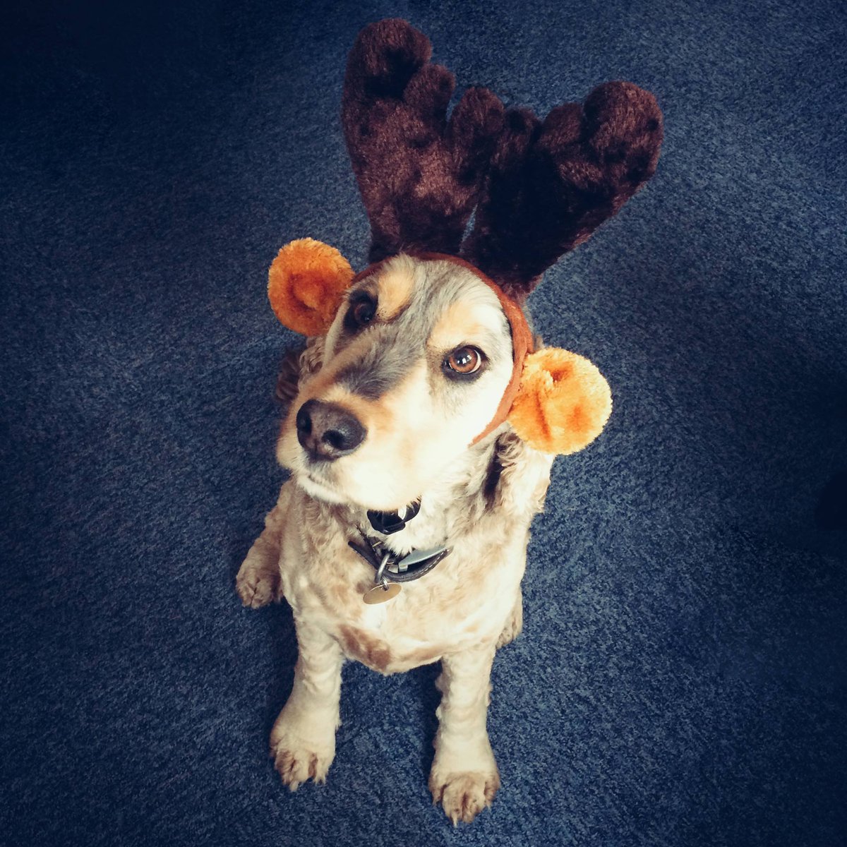 remedycreative's tweet photo. We are only £50 away from our #SleepoutChallenge target! Look at those eyes, this is for a great cause - https://t.co/Bp4zCWVgEn @ASC_Fred https://t.co/ZDQZxDvj02